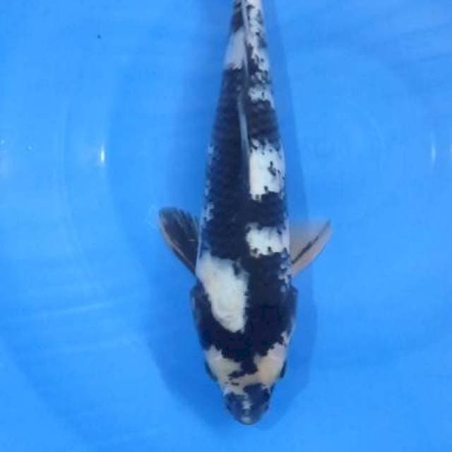 Shiro 34Cm
