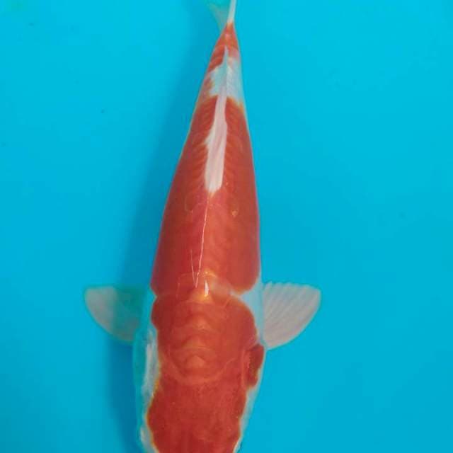 Kikusui 34cm