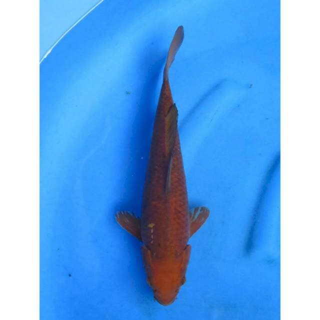 Chagoi Tembaga - 38cm