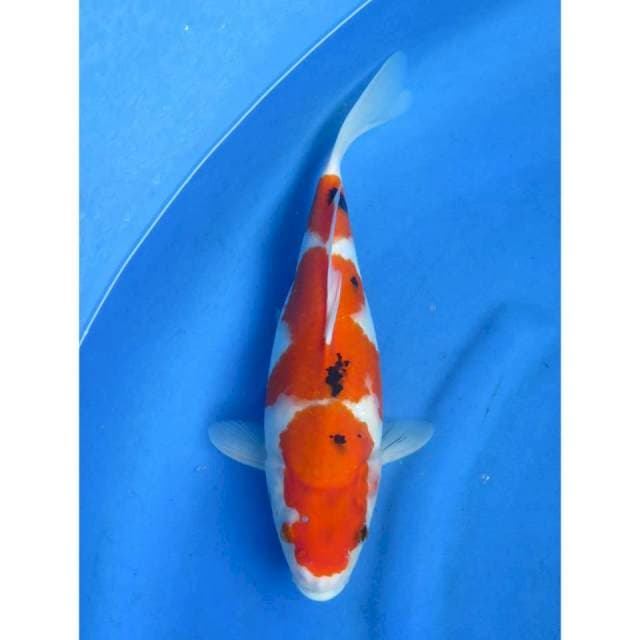 Showa Tategoi - 23cm