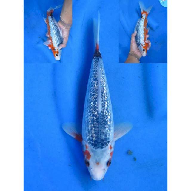 Asagi Ginrin - 29cm