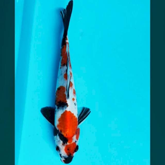 Kindai showa 26cm