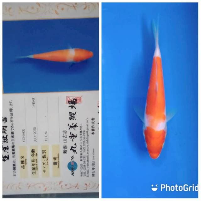 Kohaku tosai marujyu