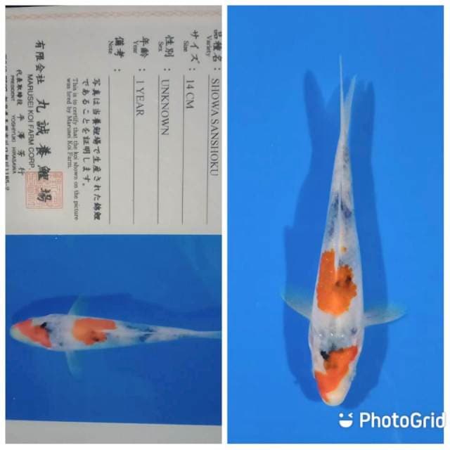 Showa marusei tosai