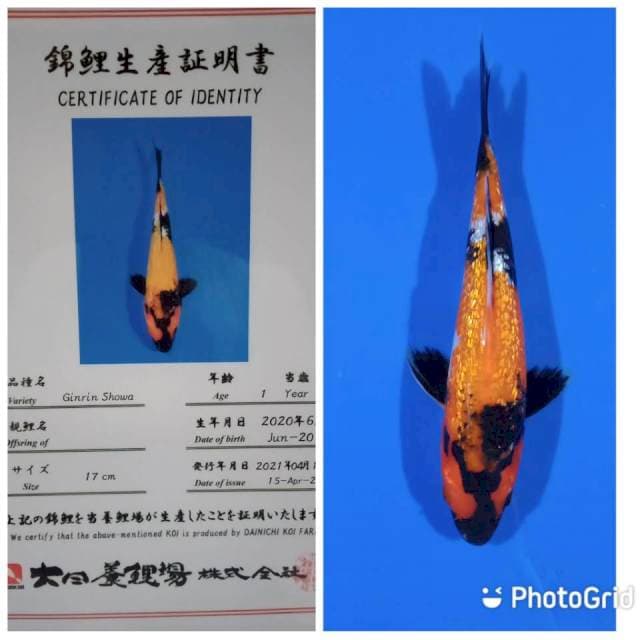 Ginrin showa tosai dainichi