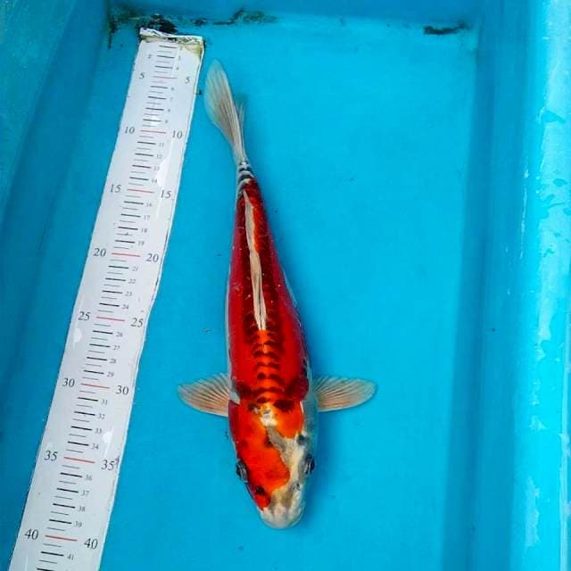 Benikiko 35cm