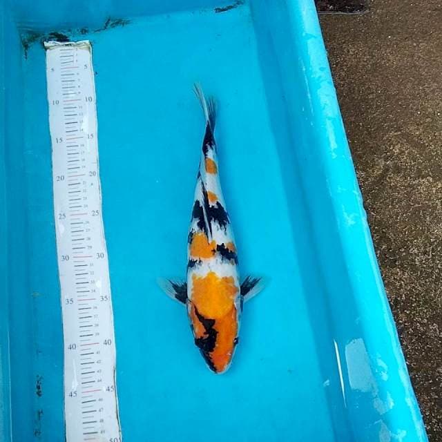 Ki showa 35cm