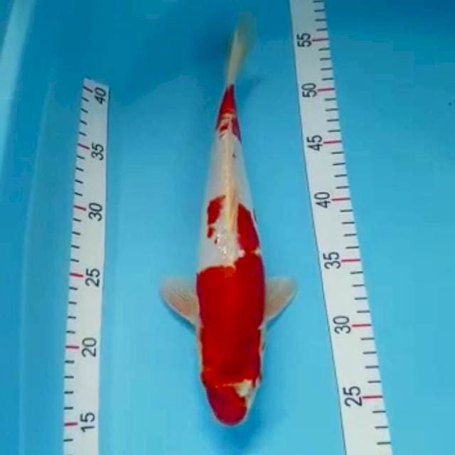 Kikhusui 30cm
