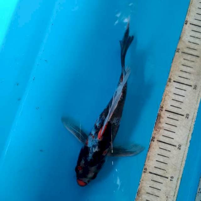 Showa 26cm