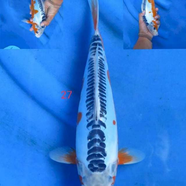 Sushui 27cm