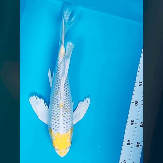 Kumpay hariwake 37cm male