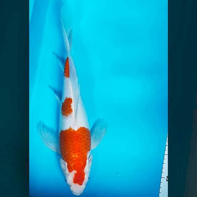 Kumpay kohaku 40cm