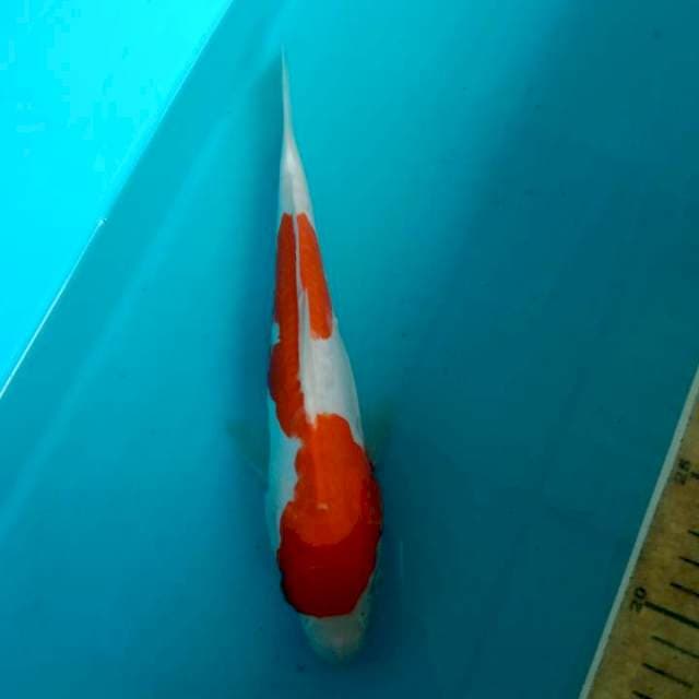 Kohaku Doitsu 24cm