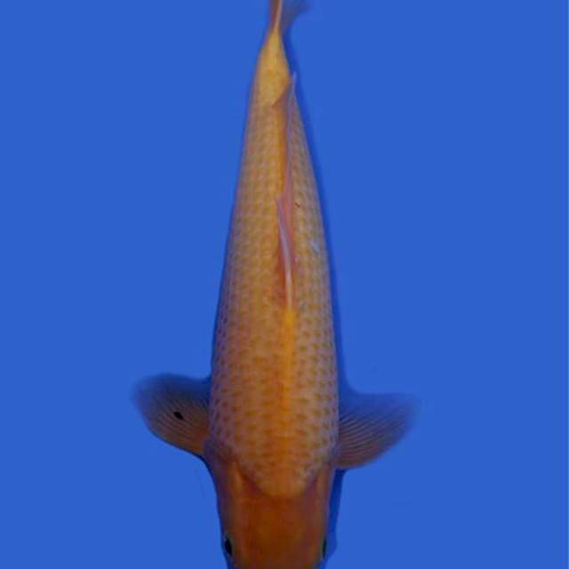 Karasi serti marudo 35cm import