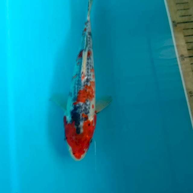 Kage Showa 22 cm