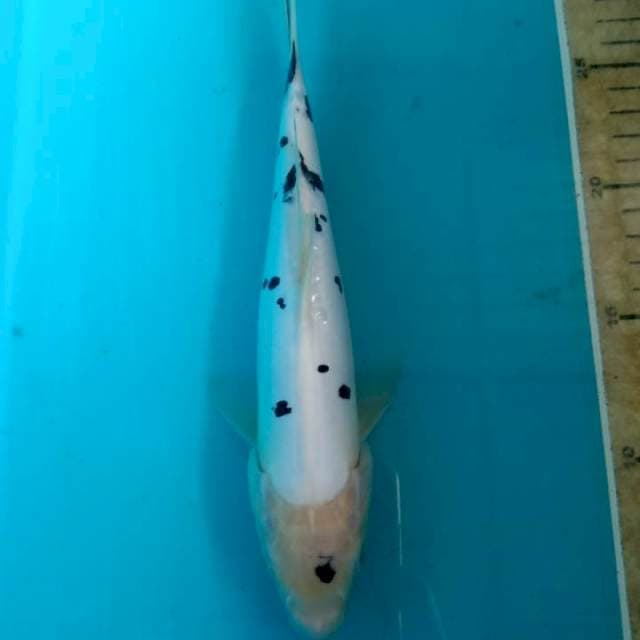 Bekko 24 cm