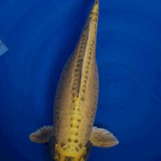 MIZUO FEMALE 49cm (RETRO KOI)