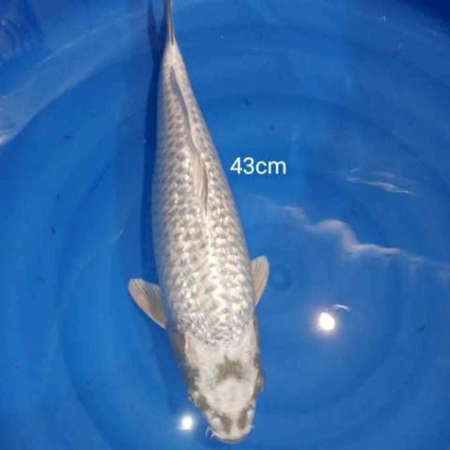 GIN MATSUBA 43cm