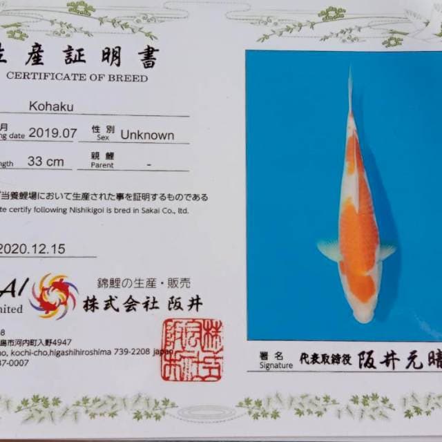 Kohaku jumbo sakai