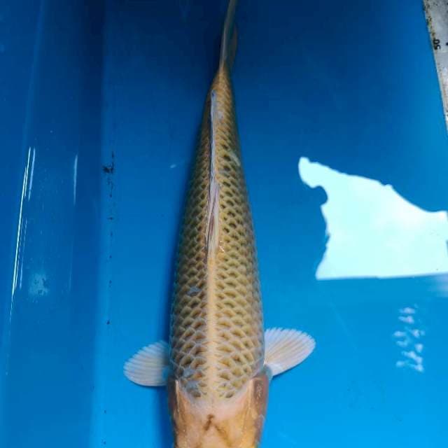 Yamabuki ogon 29cm