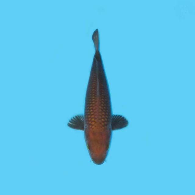 CHAGOI TEMBAGA SISIK RAPI