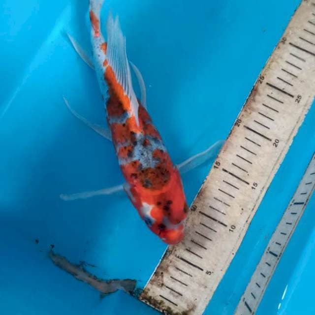 Goshiki 32cm