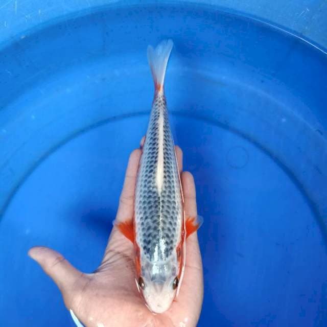 Asagi quality, 22cm female
