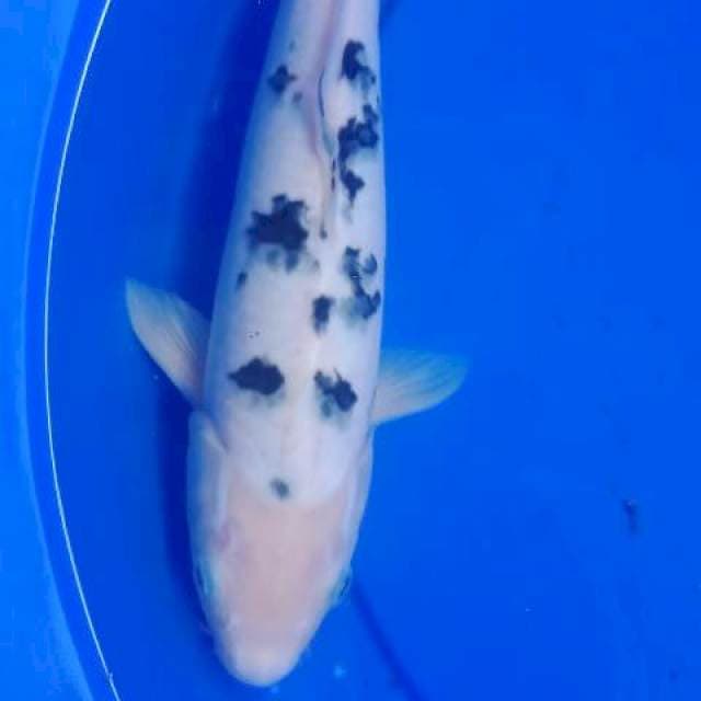 Bekko 30 cm