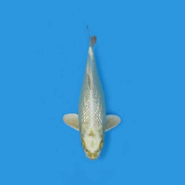 MUKASHI GINRIN