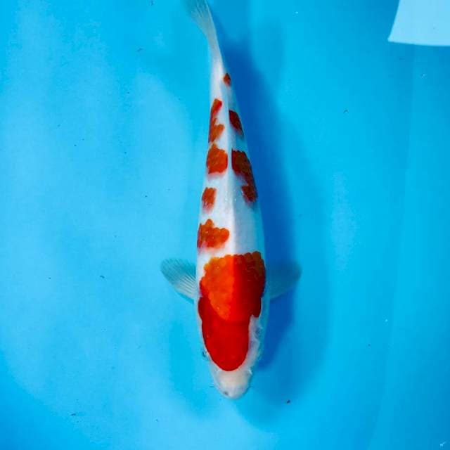 Kohaku, 26 cm