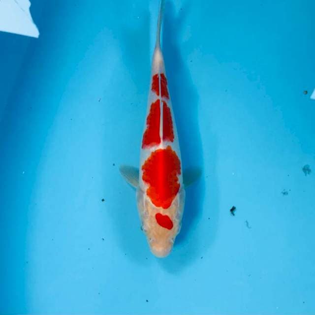 Kohaku, 25 cm