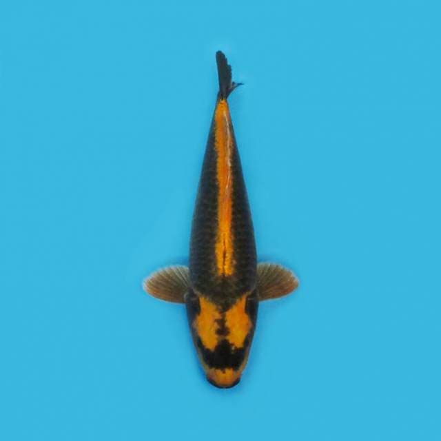 KABUTO ANTIK PELENGKAP KOLAM
