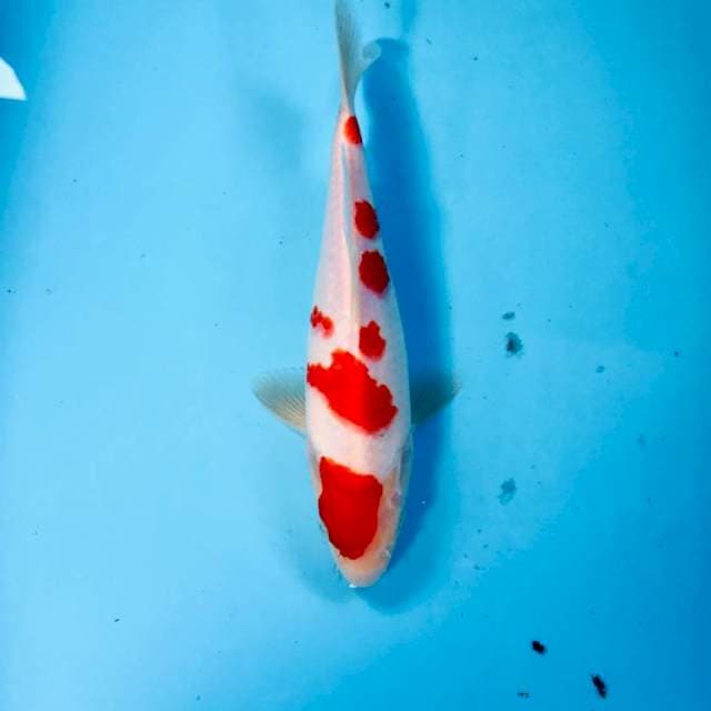 Kohaku, 24 cm