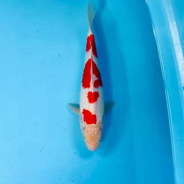 Kohaku, 25 cm