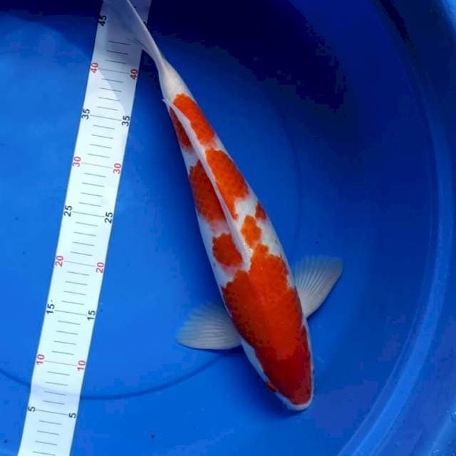 kohaku red jumbo