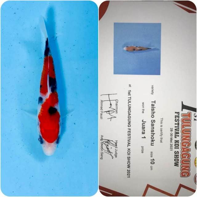 Sanke Ready show, 10 cm juara 1