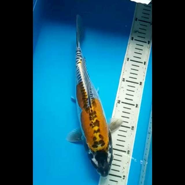 KIKOKURYU PUNUK 34 Cm