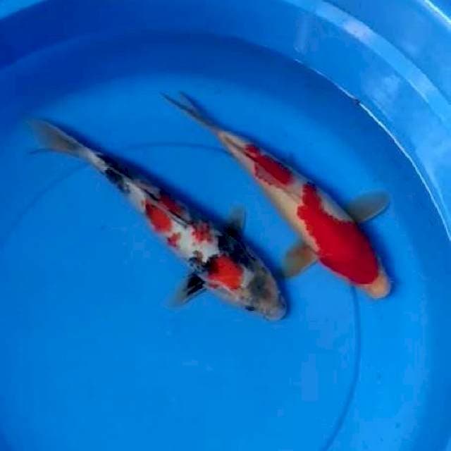 Showa kohaku