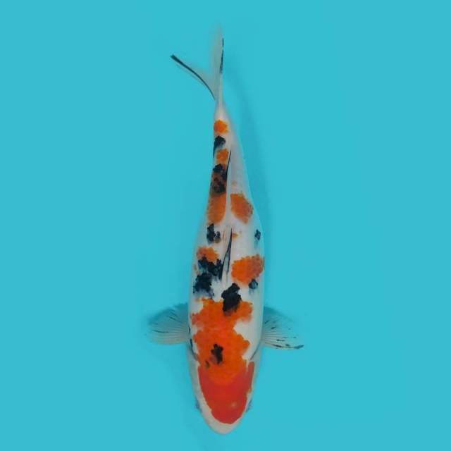 SANKE 32CM