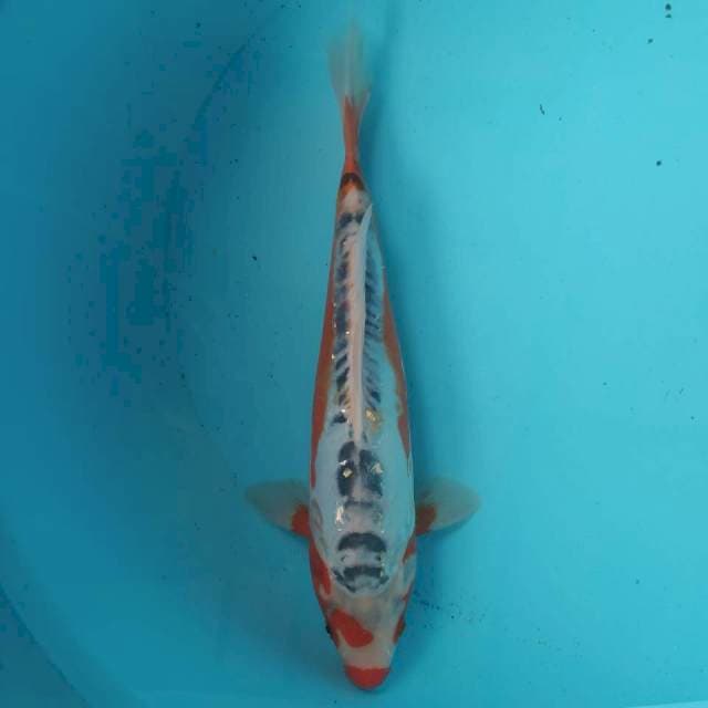 HANNA SHUSHUI 30CM