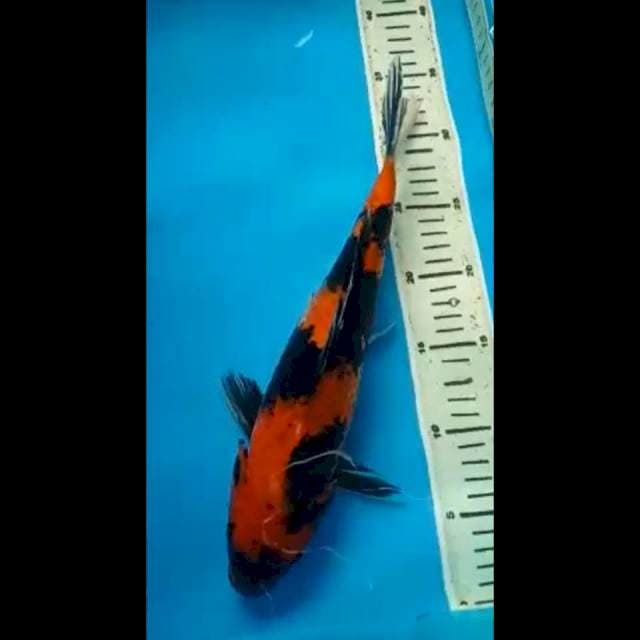 HI SHOWA 34 Cm