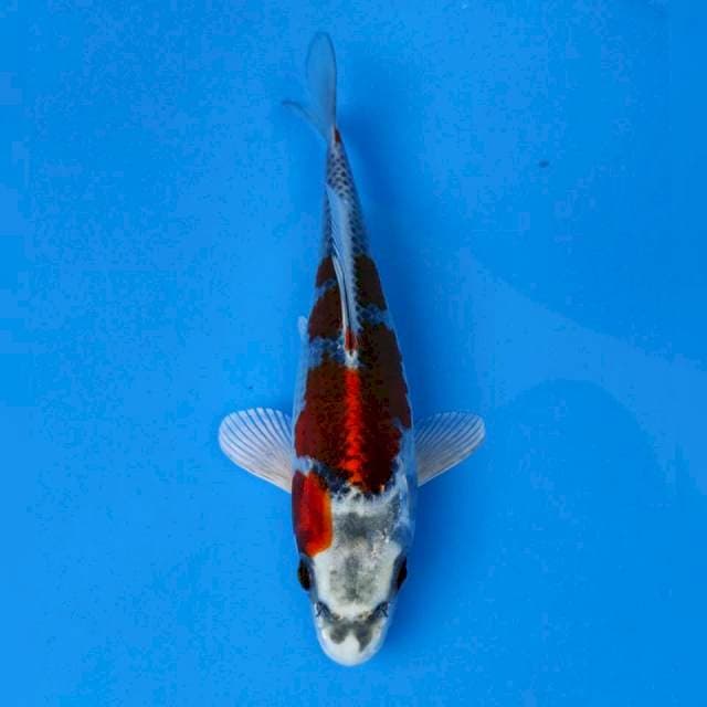 Genjiro Kujaku