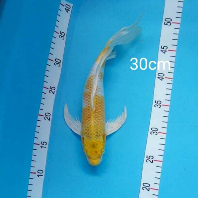 Kumpay hariwake 30cm