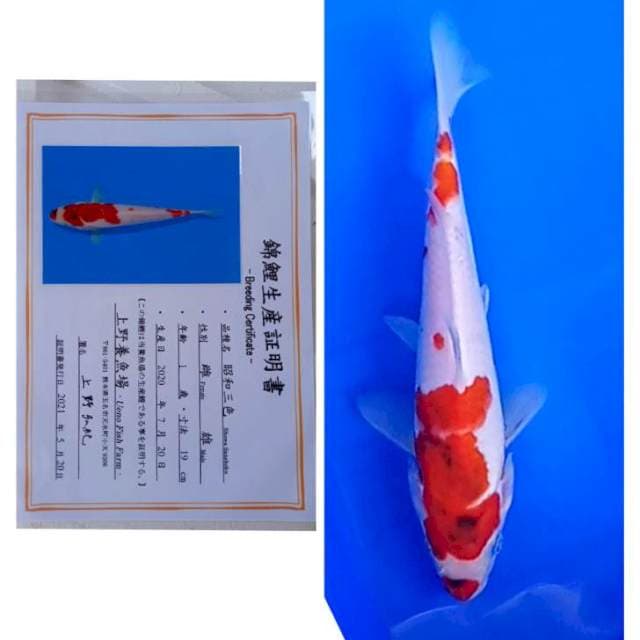 Showa Import Serti Ueno