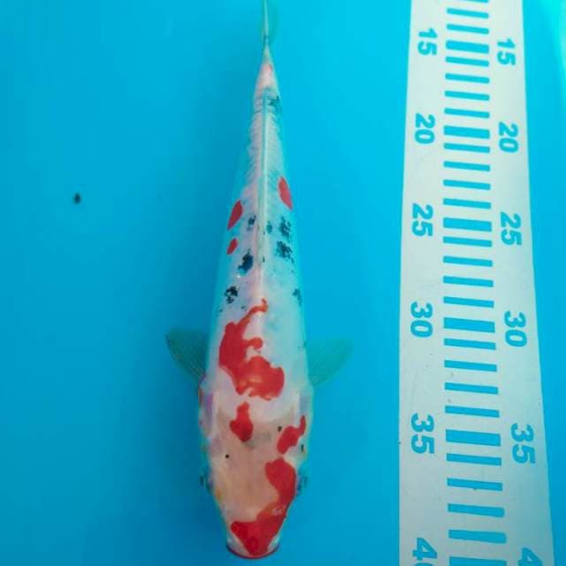 Sanke doid 27cm