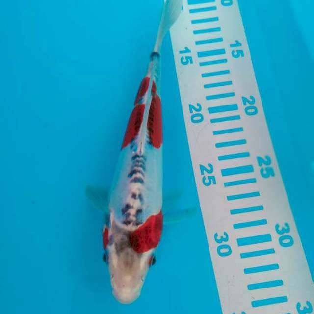 Kojaku doid 24cm