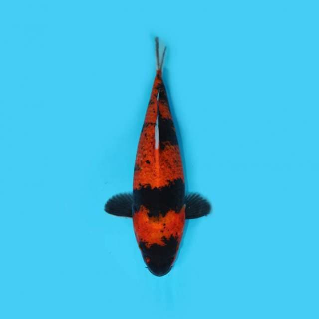 KOROMO UTSURI _IKAN ANTIK LANGKA