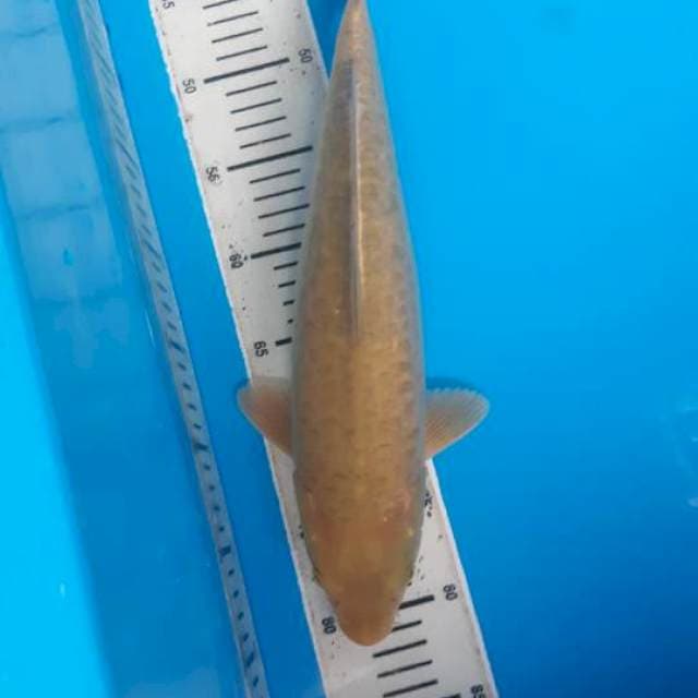 CORN FISH MIDORI