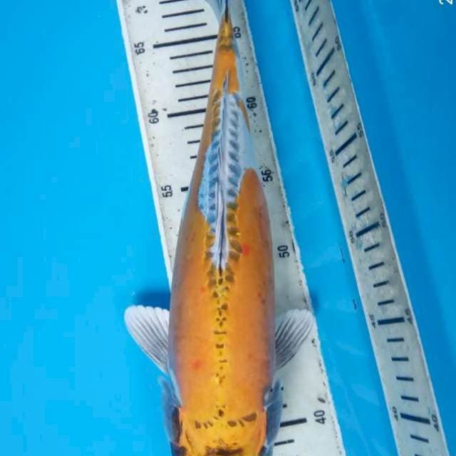 YELLOW FISH KIKO