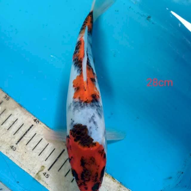 Showa tategoi 28cm